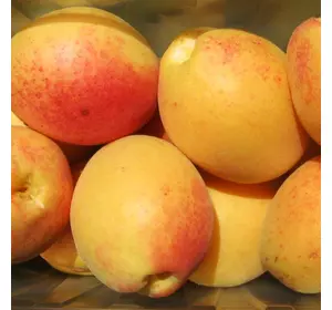 Саджанці абрикоса «Ананасний» - 2-річний Садовий Розмай (шт)