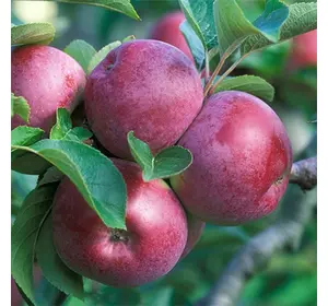 Саджанці яблуні «Спартан» — 1-річний Садовий Розмай (шт)