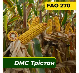 Насіння кукурудзи ДМС Трістан, ФАО 270 Маїс Дніпро (2022 )