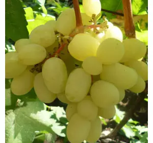 Саджанці винограду «Мілана» Садовий Розмай (шт)