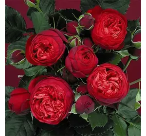 Саджанці троянд «Ред Півонія» (англійський піаноподібний) ЗКС Садовий Розмай (шт)