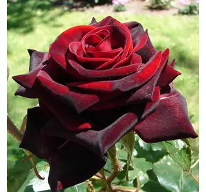 Саджанці троянд «Блек Меджик» — темно-червоний колір Садовий Розмай (шт)