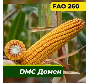 Насіння кукурудзи ДМ Дует Маїс Дніпро (2021)