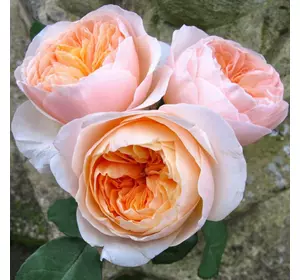 Саджанці троянд «Джульєт» (англійських пионовидных) - абрикосового відтінку Садовий Розмай (шт)