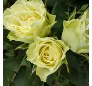 Саджанці троянд «Лувіана» (бордюрних) ЗКС Садовий Розмай (шт)