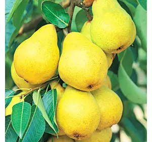Саджанці груші «Лимонка» — 1-річний Садовий Розмай (шт)