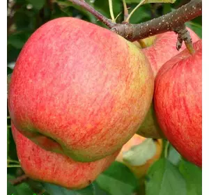 Човники яблуні «Целесте» (Celeste) — 2-річний Садовий Розмай (шт)