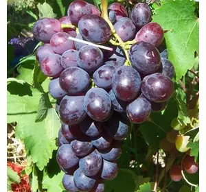Саджанці винограду «Пам'яті Вчителя» Садовий Розмай (шт)