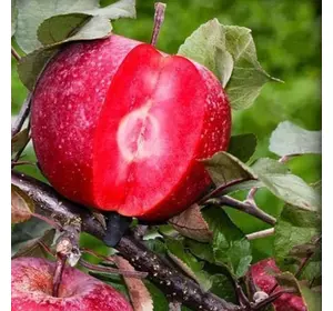 Саджанці яблуні червоном'ясої «Ера» (Era) — 1-річний Садовий Розмай (шт)