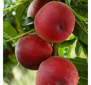 Саджанці персика «Шугар Тайм» — 2-річний Садовий Розмай (шт)