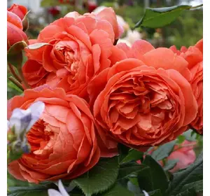 Саджанці троянд «Ред Оранж» (англійський півоноїдний) ЗКС Садовий Розмай (шт)