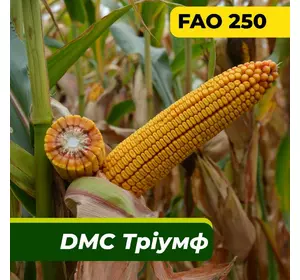 Насіння кукурудзи ДМС Тріумф, ФАО 250 Маїс Дніпро (шт)