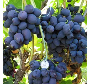 Саджанці винограду «Каталонія» - 2-річний Садовий Розмай (шт)