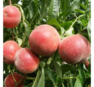 Саджанці персика «Фрост» (Frost) — 1-річний Садовий Розмай (шт)