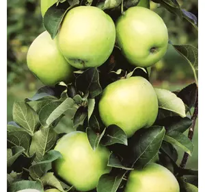 Саджанці колоновидної яблуні «Болеро» Садовий Розмай (шт)