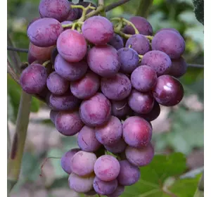 Саджанці винограду «Мускат Новошахтинський» - 1-річний Садовий Розмай (шт)