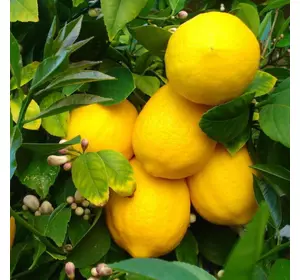 Саджанці лимона «Солодкий пунш» - 1-річний Садовий Розмай (шт)