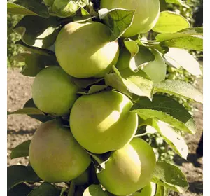 Саджанці колоновидної яблуні «Малюха» Садовий Розмай (шт)