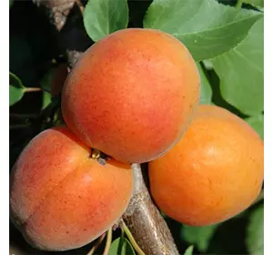 Саджанці абрикоса «Фардао» (Fardao) - 2-річний Садовий Розмай (шт)