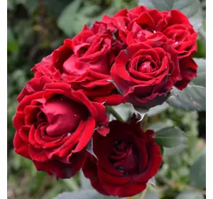 Саджанці троянд «Таманго» (бордюрних) - темно-червоного кольору Садовий Розмай (шт)