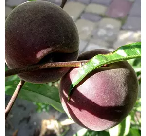 Саджанці червономуслого персика «Еритрокарпа» — 2-річний Садовий Розмай (шт)