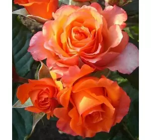 Саджанці троянд «Верано» (чайно-гібридних) ЗКС Садовий Розмай (шт)