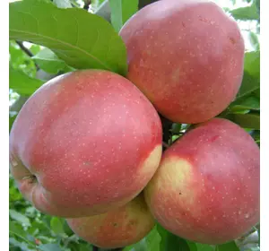 Саджанці яблуні «Лігол» — 1-річний Садовий Розмай (шт)