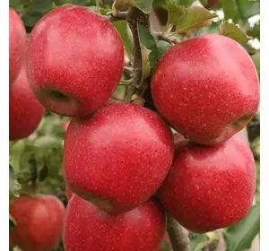 Саджанці яблуні «Діскавері» (Discovery) — 2-річний Садовий Розмай (шт)