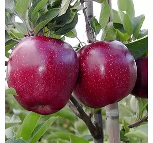Саджанці яблуні «Ред Джонапринц» — 1-річний Садовий Розмай (шт)