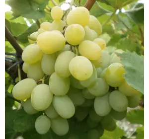 Саджанці винограду «Лора» — 2-річний Садовий Розмай (шт)