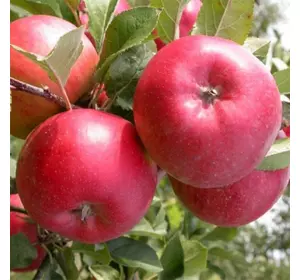 Саджанці яблуні «Топаз» — 1-річний Садовий Розмай (шт)