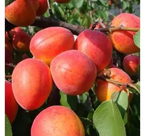 Саджанці абрикоса «Червонощокий» — 2-річний Садовий Розмай (шт)
