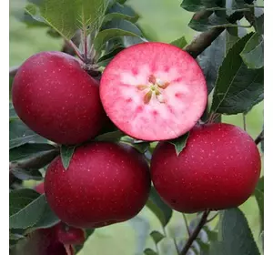 Саджанці червоном'ясої яблуні «Бая Маріса» (Baya Marisа) — 2-річний Садовий Розмай (шт)