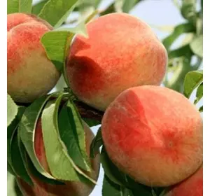 Саджанці персика «Санхрест» — 1-річний Садовий Розмай (шт)