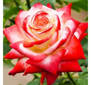 Саджанці троянд «Імператриця» - білі пелюстки з червоною крайкою Садовий Розмай (шт)
