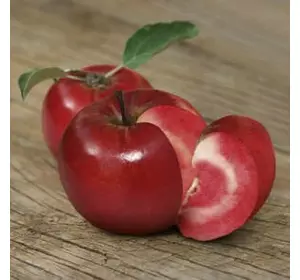 Саджанці яблуні червоном'ясої «Сірена» — 2-річний Садовий Розмай (шт)