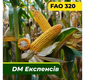 Насіння кукурудзи ДМ Експенсів, ФАО 320 Маїс Дніпро (80 000 насінин)
