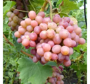 Саджанці винограду «Лівія» Садовий Розмай (шт)