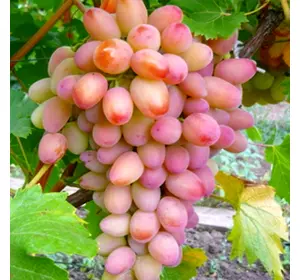 Саджанці винограду «Ух-ти» (Шамаханська цариця) - 2-річний Садовий Розмай (шт)