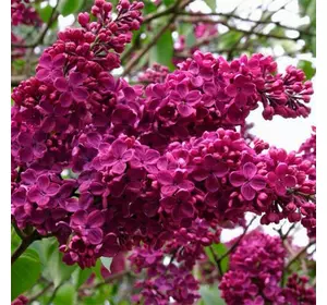 Саджанці бузку «Червона» (привита) — насичено-пурпурового забарвлення Садовий Розмай (шт)