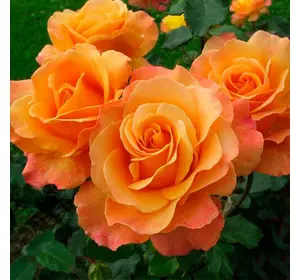 Саджанці троянд «Лоліта» (флорибунда) - оранжево-персико-рожевого відтінку Садовий Розмай (шт)