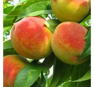 Саджанці персика «Ківський ранній» — 2-річний Садовий Розмай (шт)
