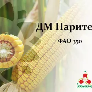 Насіння кукурудзи Насіння кукурудзи